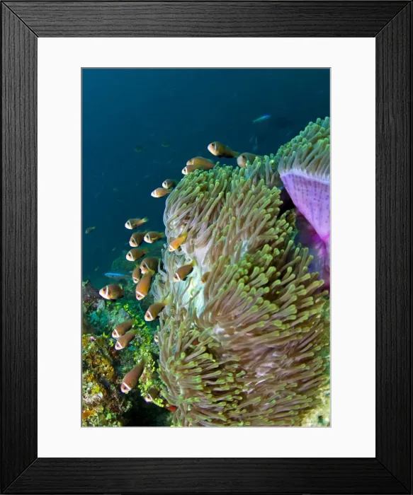 Framed Print : Picture No. 10892915 Framed Print : Picture No. 10892915