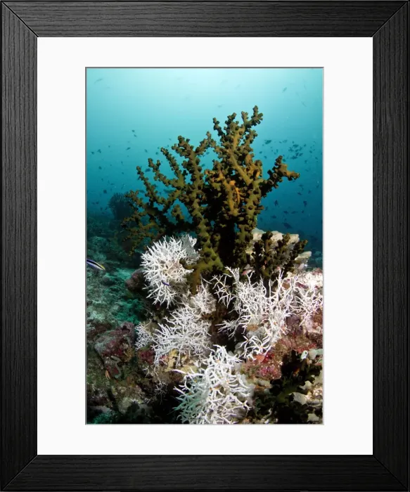 Framed Print : Picture No. 10892922 Framed Print : Picture No. 10892922