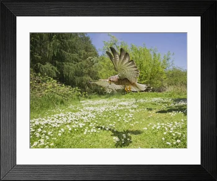 Framed Print : Picture No. 10894391 Framed Print : Picture No. 10894391