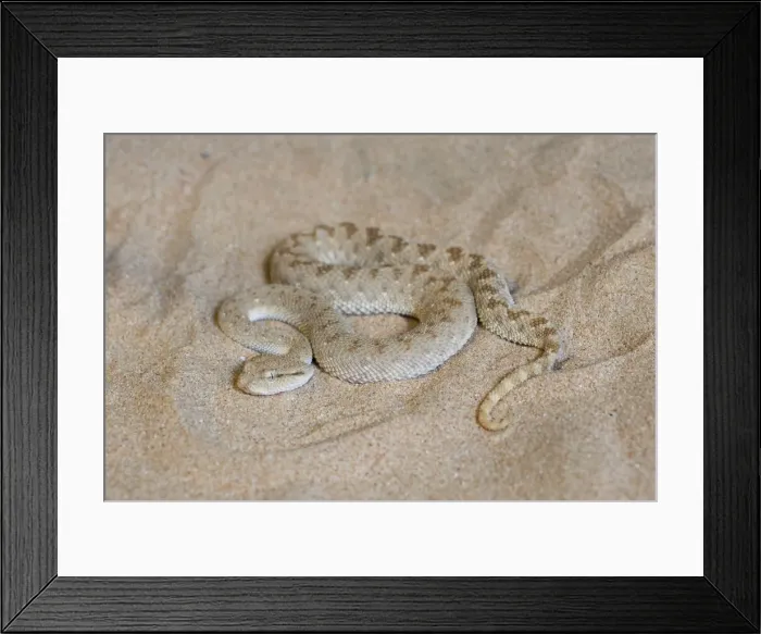 Framed Print : Picture No. 10894588 Framed Print : Picture No. 10894588