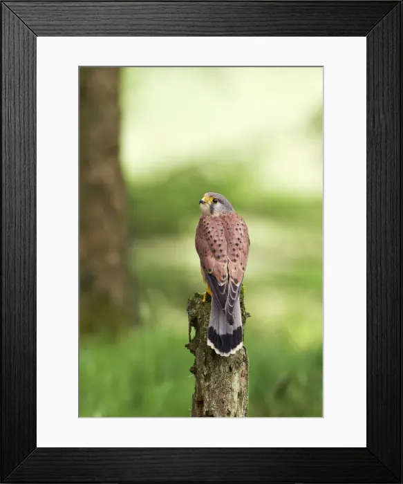 Framed Print : Picture No. 10894394 Framed Print : Picture No. 10894394