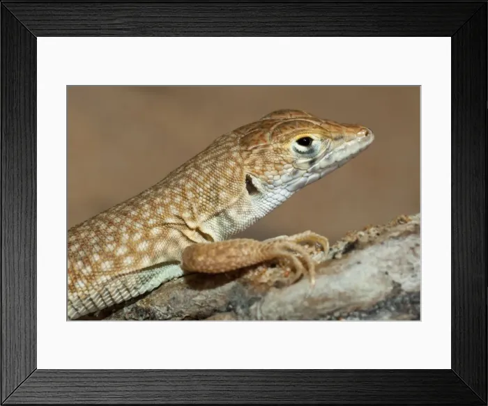 Framed Print : Picture No. 10894603 Framed Print : Picture No. 10894603