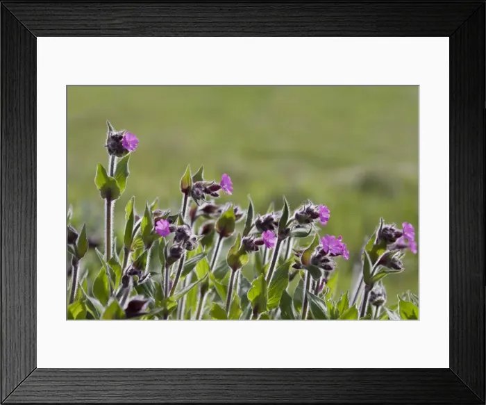 Framed Print : Picture No. 10894584 Framed Print : Picture No. 10894584