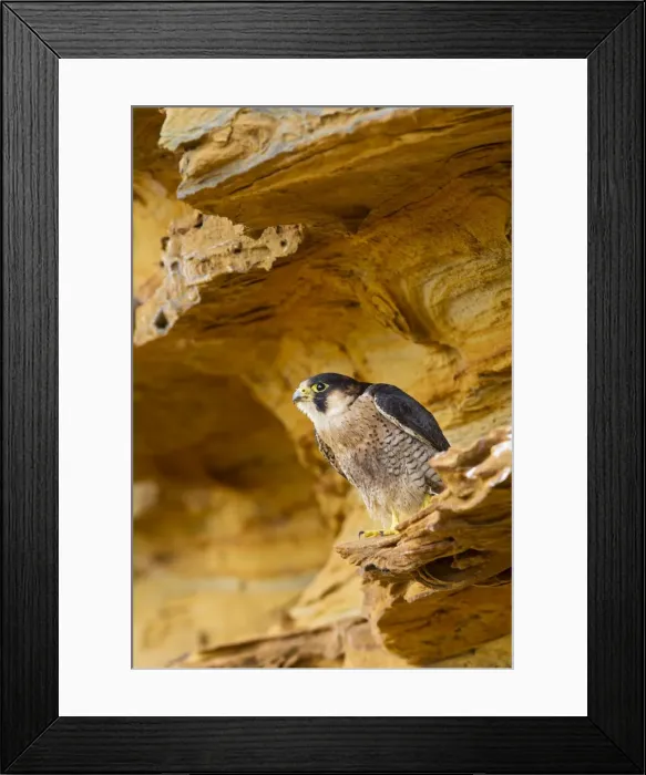 Framed Print : Picture No. 10894381 Framed Print : Picture No. 10894381