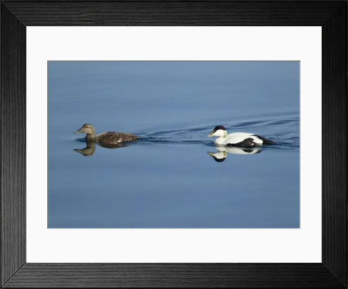 Framed Print : Picture No. 10894414 Framed Print : Picture No. 10894414