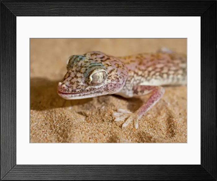 Framed Print : Picture No. 10894594 Framed Print : Picture No. 10894594