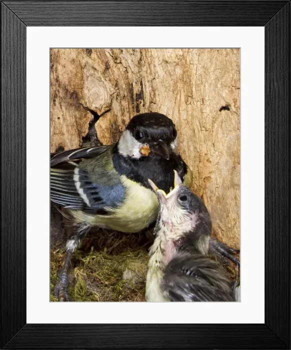 Framed Print : Picture No. 10894389 Framed Print : Picture No. 10894389