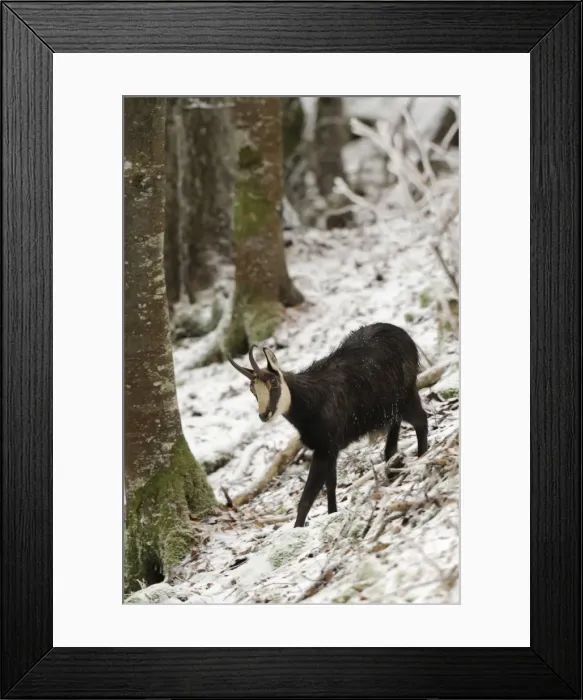 Framed Print : Picture No. 10894408 Framed Print : Picture No. 10894408