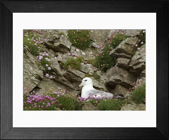 Framed Print : Picture No. 10894418 Framed Print : Picture No. 10894418