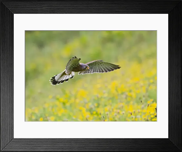 Framed Print : Picture No. 10894395 Framed Print : Picture No. 10894395