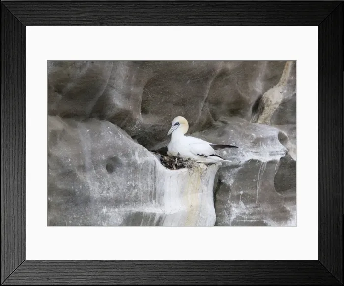Framed Print : Picture No. 10894422