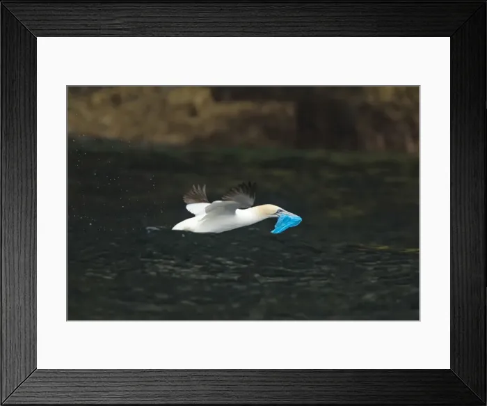 Framed Print : Picture No. 10894424 Framed Print : Picture No. 10894424