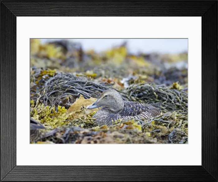 Framed Print : Picture No. 10894416 Framed Print : Picture No. 10894416