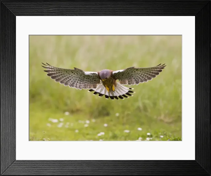 Framed Print : Picture No. 10894386 Framed Print : Picture No. 10894386