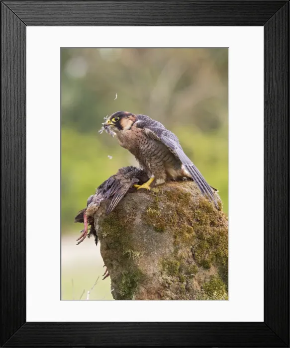 Framed Print : Picture No. 10894383 Framed Print : Picture No. 10894383