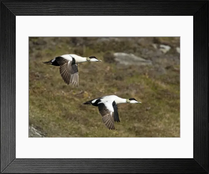 Framed Print : Picture No. 10894415 Framed Print : Picture No. 10894415