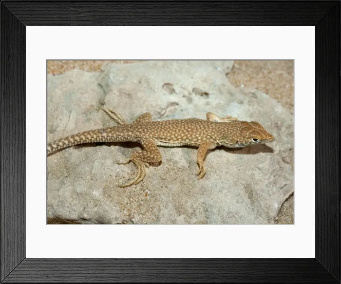 Framed Print : Picture No. 10894601 Framed Print : Picture No. 10894601