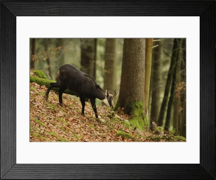 Framed Print : Picture No. 10894410 Framed Print : Picture No. 10894410
