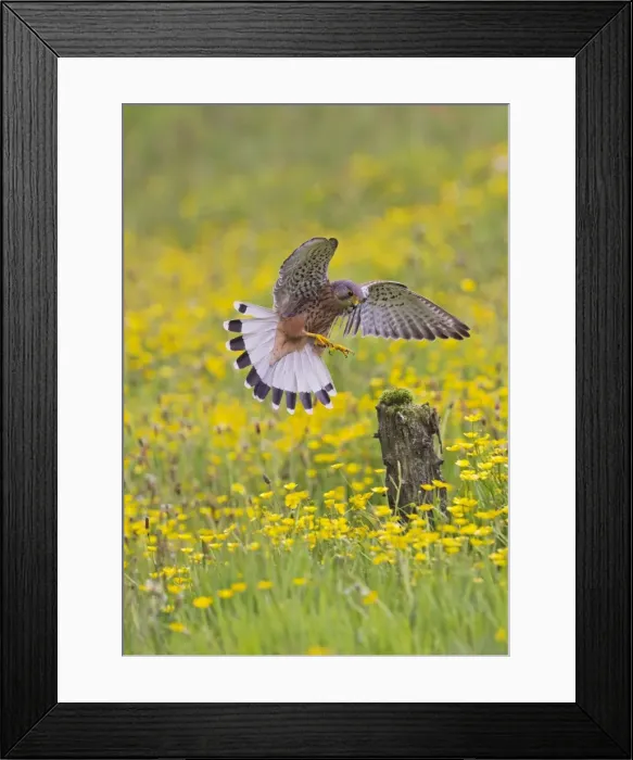 Framed Print : Picture No. 10894396 Framed Print : Picture No. 10894396