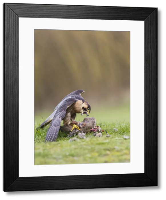 Framed Print : Picture No. 10894385 Framed Print : Picture No. 10894385