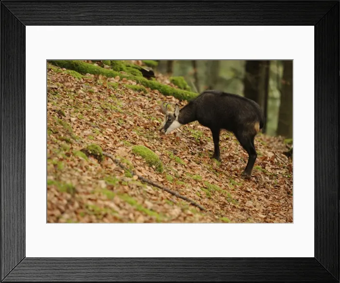 Framed Print : Picture No. 10894409 Framed Print : Picture No. 10894409
