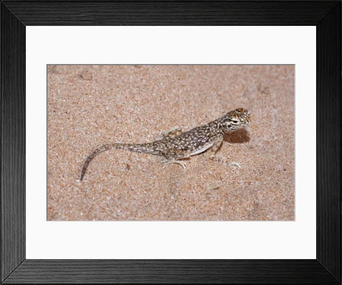 Framed Print : Picture No. 10894599