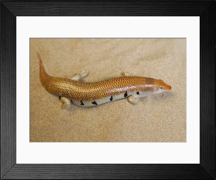 Framed Print : Picture No. 10894591 Framed Print : Picture No. 10894591