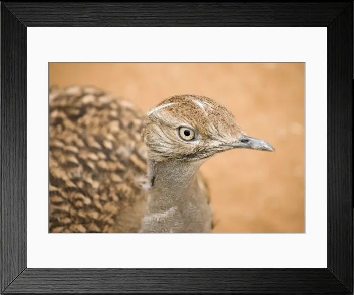 Framed Print : Picture No. 10894624 Framed Print : Picture No. 10894624