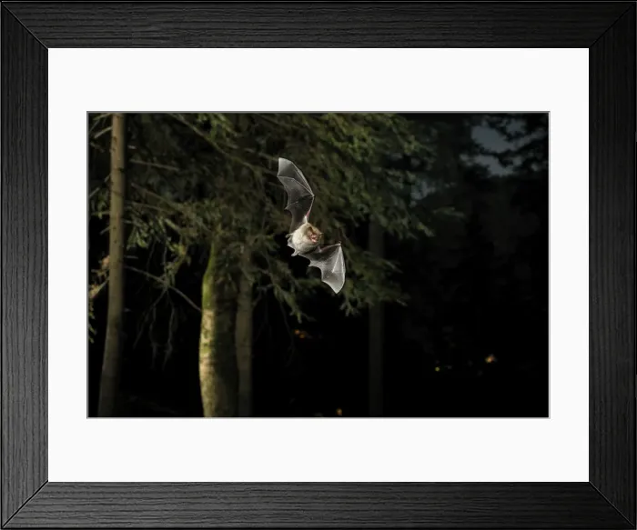 Framed Print : Picture No. 10894402 Framed Print : Picture No. 10894402