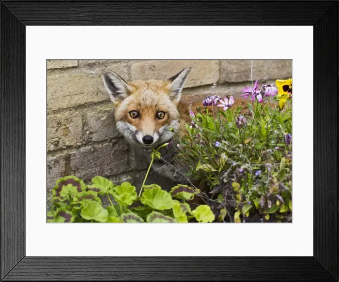 Framed Print : Picture No. 10894376 Framed Print : Picture No. 10894376
