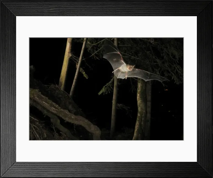 Framed Print : Picture No. 10894403 Framed Print : Picture No. 10894403