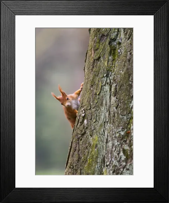 Framed Print : Picture No. 10894379 Framed Print : Picture No. 10894379