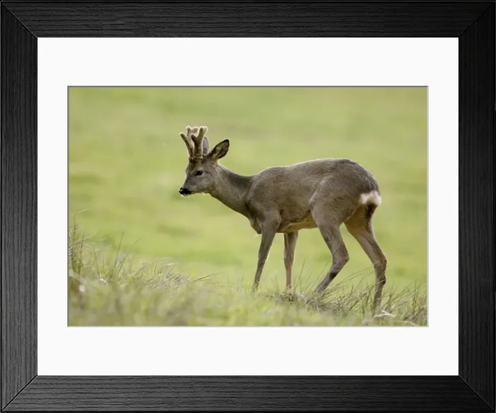 Framed Print : Picture No. 10894400 Framed Print : Picture No. 10894400