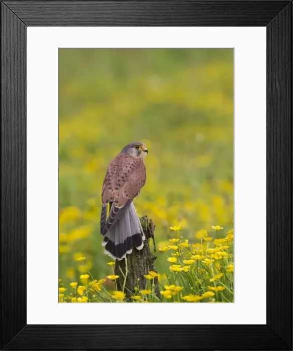 Framed Print : Picture No. 10894397 Framed Print : Picture No. 10894397
