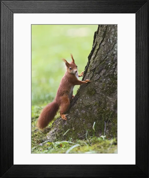 Framed Print : Picture No. 10894378 Framed Print : Picture No. 10894378