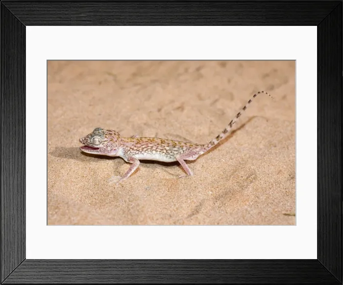Framed Print : Picture No. 10894595 Framed Print : Picture No. 10894595