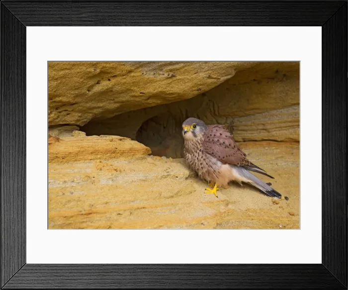 Framed Print : Picture No. 10894393 Framed Print : Picture No. 10894393