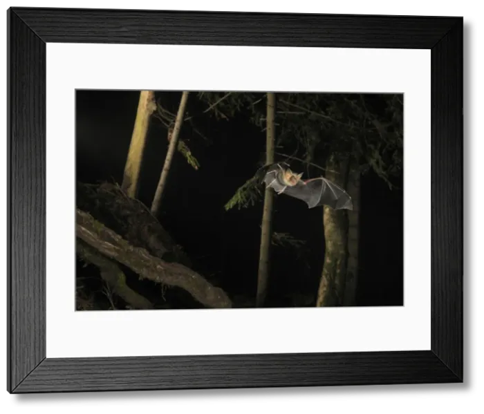 Framed Print : Picture No. 10894404 Framed Print : Picture No. 10894404