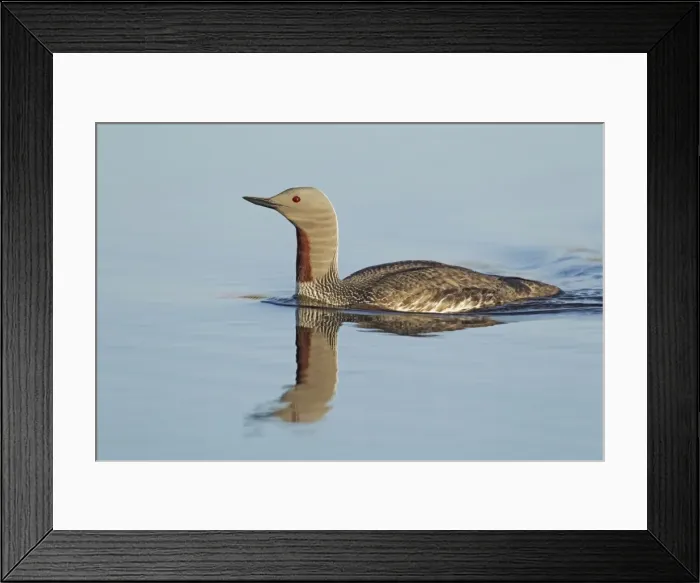 Framed Print : Picture No. 10894412 Framed Print : Picture No. 10894412