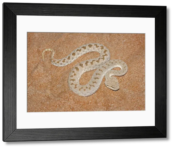 Framed Print : Picture No. 10894606 Framed Print : Picture No. 10894606