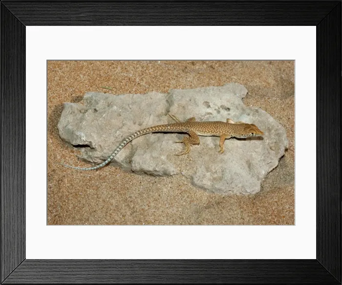 Framed Print : Picture No. 10894600 Framed Print : Picture No. 10894600