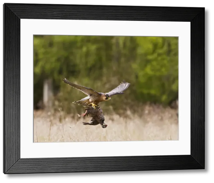 Framed Print : Picture No. 10894382 Framed Print : Picture No. 10894382