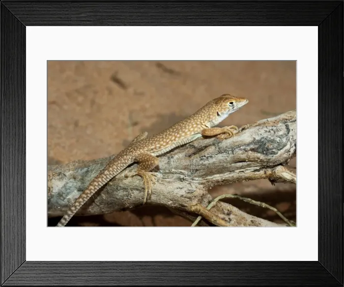 Framed Print : Picture No. 10894602 Framed Print : Picture No. 10894602