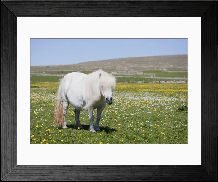 Framed Print : Picture No. 10894578 Framed Print : Picture No. 10894578