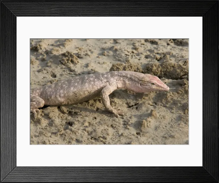 Framed Print : Picture No. 10894612 Framed Print : Picture No. 10894612