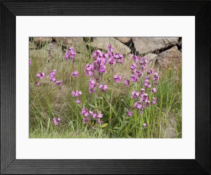 Framed Print : Picture No. 10894583 Framed Print : Picture No. 10894583