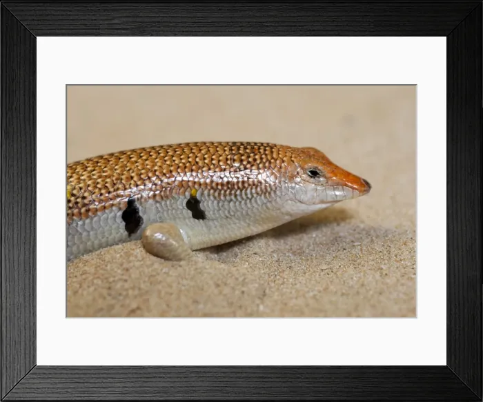 Framed Print : Picture No. 10894590 Framed Print : Picture No. 10894590