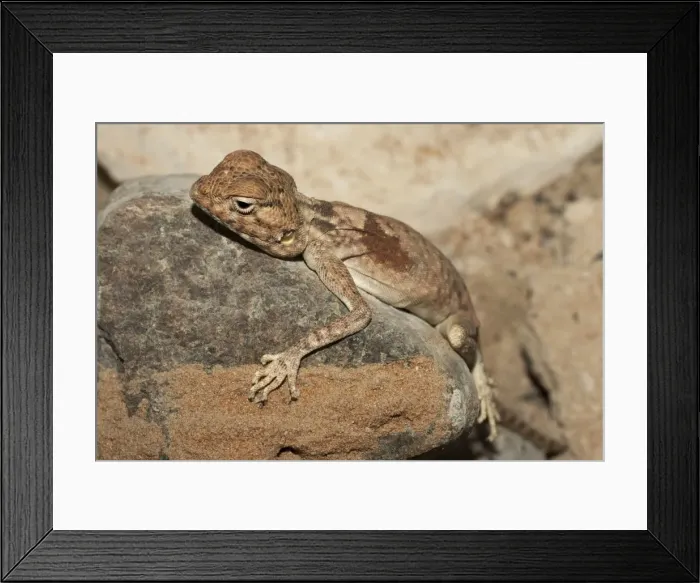 Framed Print : Picture No. 10894611 Framed Print : Picture No. 10894611