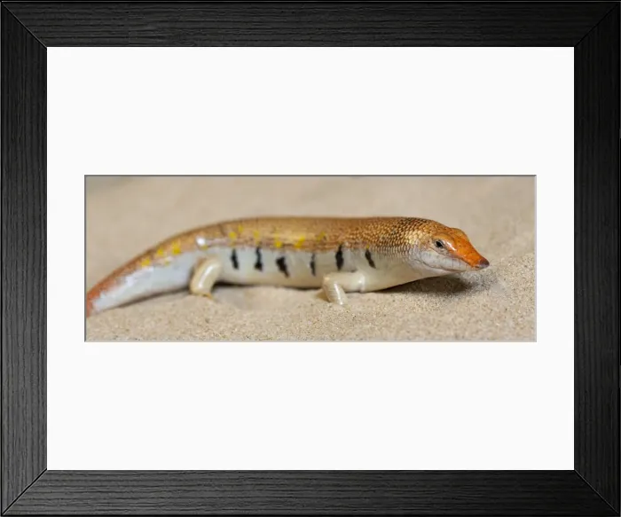 Framed Print : Picture No. 10894592 Framed Print : Picture No. 10894592