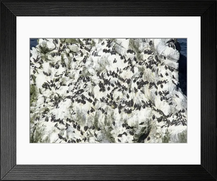 Framed Print : Picture No. 10894426